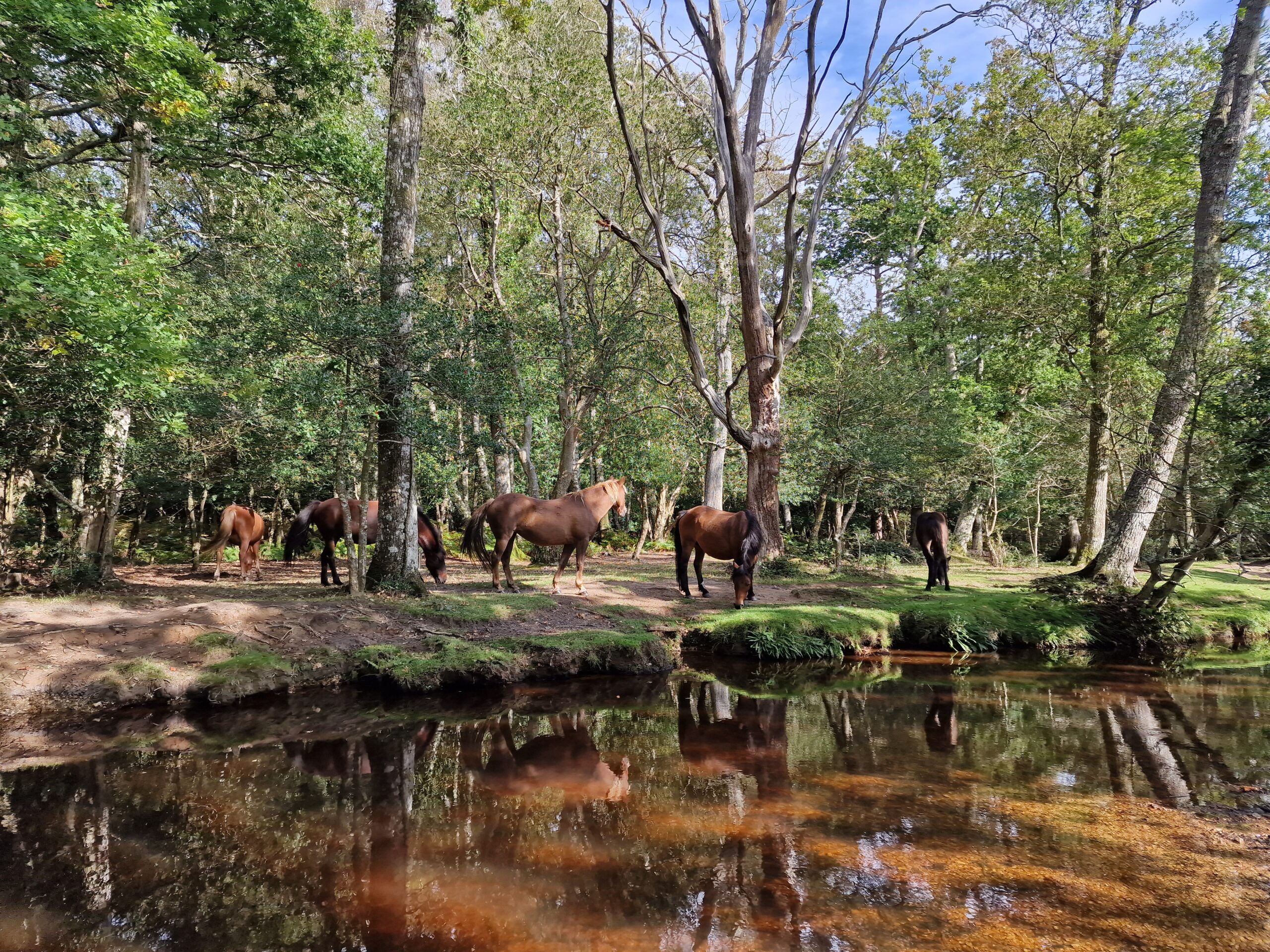 Explore the New Forest this Summer