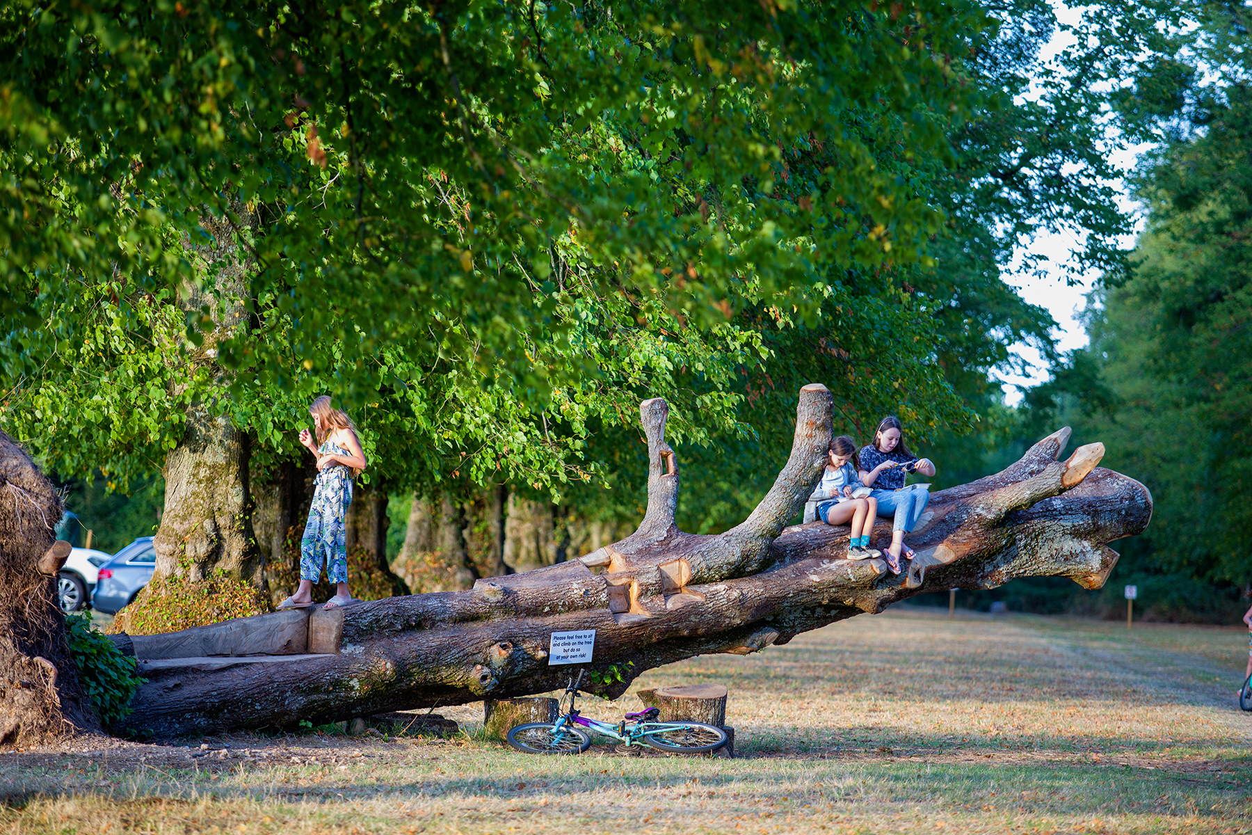 Why Choose Harrys Campsites in the New Forest